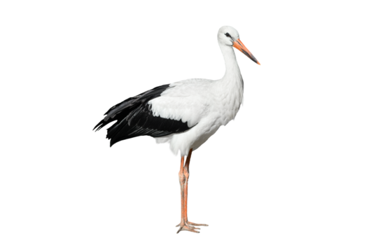 Crane bird full length isolated on transparent background. Black and white Crane is tall, long-legged, long-necked bird. PNG