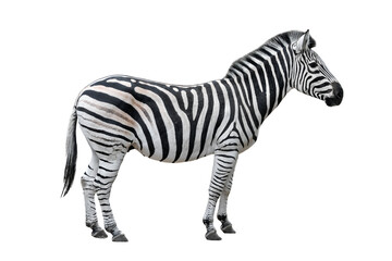 Young zebra portrait isolated on transparent background Zebra full length. Zoo animals banner. PNG