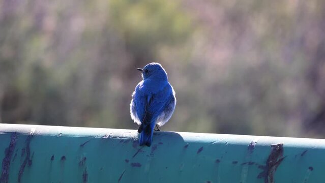 Mountain bluebird (Sialia currucoides) perched on a forest road gate with a blurred background during spring

