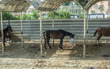 Caballo en Luxor