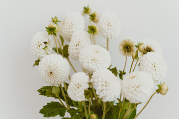 Autumn dahlias flowers bouquet against the white wall.