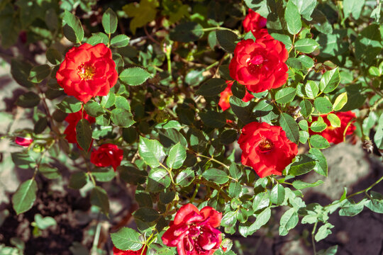 wild rose bush vintage photos retro style. red bush of roses on a shiny day.