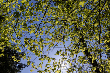 beautiful green foliage of hornbeam trees in sunny weather