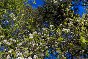 green foliage on a pear tree in spring bloom