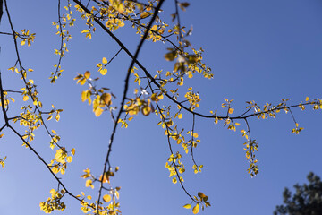 foliage on a linden tree in the spring season