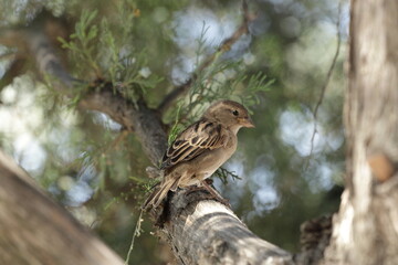bird on the street 