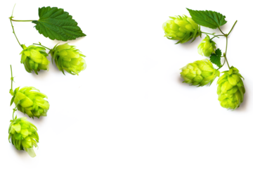fresh hop seed cones and leaves collection with real transparent shadow isolated on transparent background; png food design element