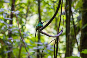 Beautiful views in Arenal Natural Park (Costa Rica) 