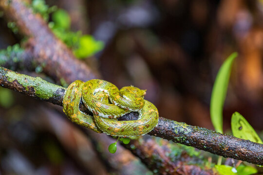 Bocarada snake in Arenal Volcano National Park (Costa Rica)