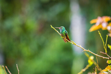 Beautiful hummingbird in Arenal Volcano National Park (Costa Rica)