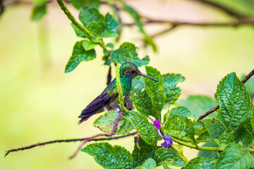 Beautiful hummingbird in Arenal Volcano National Park (Costa Rica)