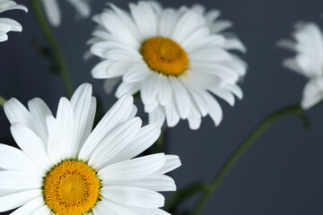 Obraz premium Bouquet of white chamomile flowers on a dark gray background in the living room. Close-up, macro.