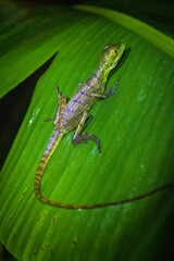Small lizard in a leaf in Arenal Volcano National Park (Costa Rica)