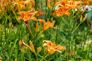 Beautiful daylily flowers grow in the garden.