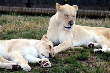 lions at rest