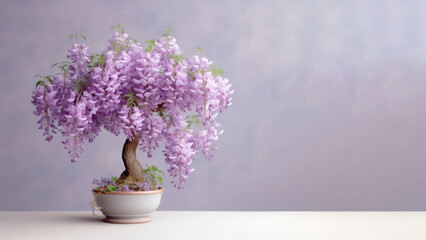Traditional bonsai miniature purple wisteria flower plant blooming in a ceramic pot, soft gradient blur background.