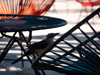 The Great-Tailed Grackle or Mexican Grackle (Quiscalus mexicanus), a Female Brown Bird Stands on the Metal Chair
