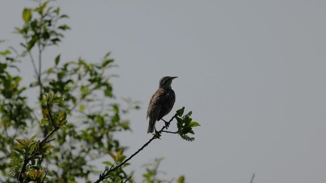 Western meadowlark (Sturnella neglecta) perched in a tree and singing in eastern Montana during spring. 
