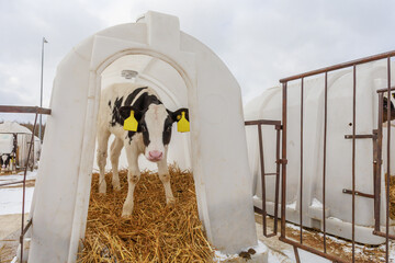 Closeup view of young calf in individual hutch. © Елена Бионышева-Абра
