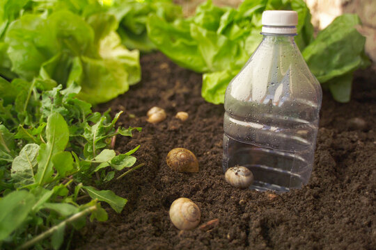 just a little beer in a bottle is enough to lure slugs into a trap 