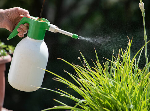Gardener sprays insecticide on a plant. Garden care.