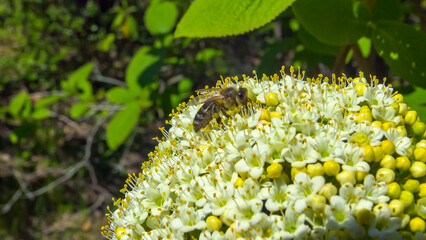 Honey bees on elderberry flowers collect honey and pollen