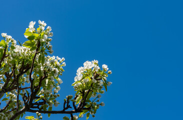 Blossoming pear tree against the blue sky, Ukraine