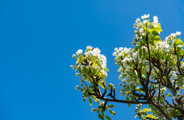 Blossoming pear tree against the blue sky, Ukraine