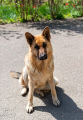 Portrait of an East European Shepherd dog, female dog looks at the owner
