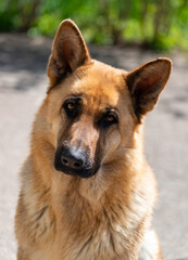 Portrait of an East European Shepherd dog, female dog looks at the owner