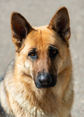 Portrait of an East European Shepherd dog, female dog looks at the owner