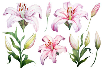Fototapeta na wymiar Watercolor image of a set of lily flowers on a white background