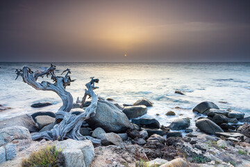 Fototapeta premium Rocky beach on the island of Aruba at sunset. Dead tree, rocks and grass in foreground. Silky ocean. Golden-brown cloudy sky; sun visible through the haze. 