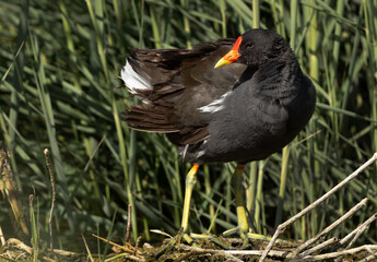 Closeup of a Common Moorhen in Adhari canal, Bahrain