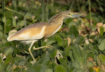 A portrait of a Squacco Heron at Adhari area, bahrain