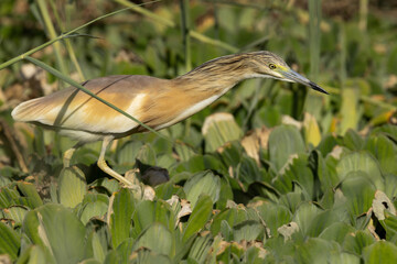 Closeup of Squacco Heron at Adhari area, bahrain