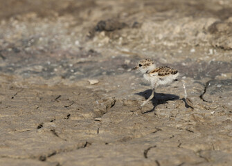 Kentish Plover chick running at Adhari, Bahrain