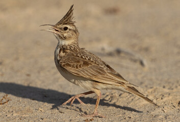 Closeup of a Crested Lark perched on ground, Bahrain