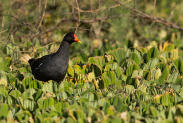 Common Moorhen on green in Adhari canal, Bahrain