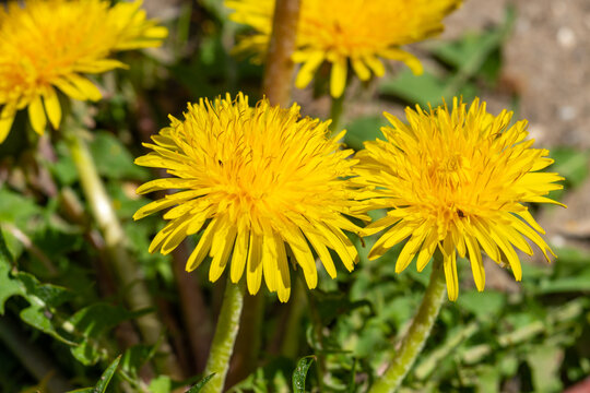 Fototapeta Yellow flowers of Fluffy Dandelion (Taraxacum officinale) in the wild, Ukraine
