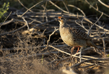 Closeup of a Grey francolin at Hamala, Bahrain