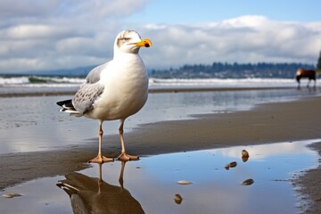 a seagull staring at its reflection in a puddle on a sandy beach
