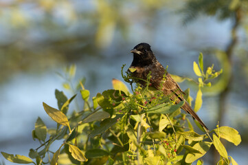 Red vented bulbul perched on green at Hamala in Bahrain