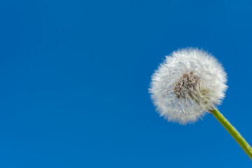 Fluffy Dandelion (Taraxacum officinale) against the blue sky