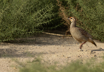 Closeup of a Grey francolin at Hamala, Bahrain