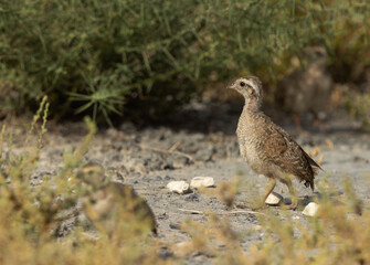 Grey francolin chick at Hamala, Bahrain