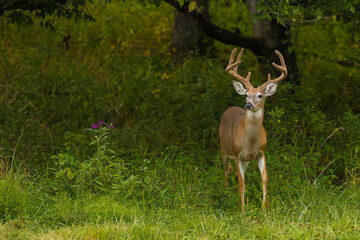 Big Buck at Forests Edge