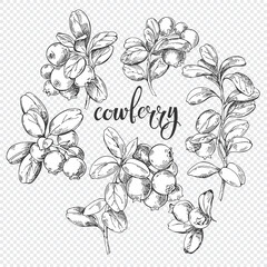 Hand-drawn lingonberry branches. Sketch elements with white fill, isolated elements for design. Excellent for packaging, logo, menu, label, poster, print. - 643722051