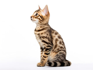 Obraz premium Adorable Bengal Kitten, A Captivating Closeup