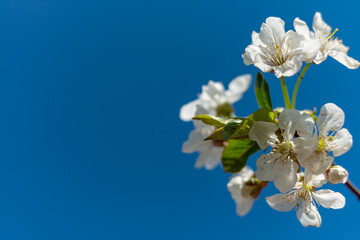 A sprig of cherry blossoms with white flowers against a blue sky